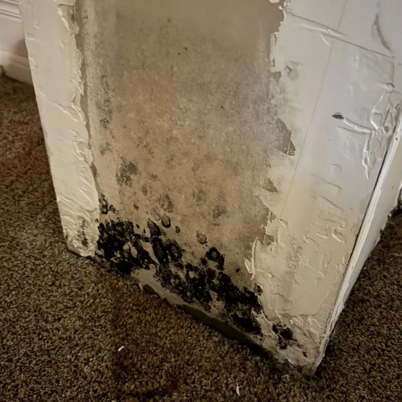 Professional Mold Removal in Jackson County, MS